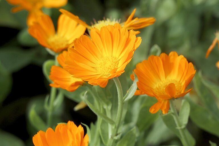 calendula tincture